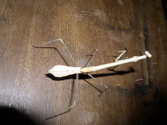 Euchomenella macrops