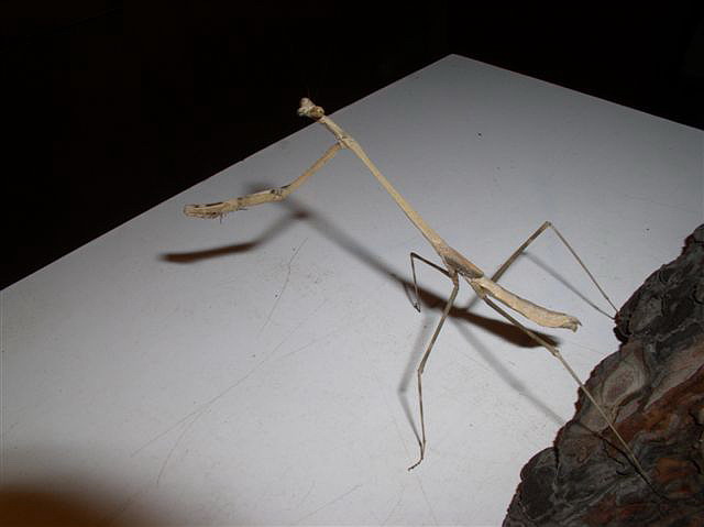 Euchomenella macrops