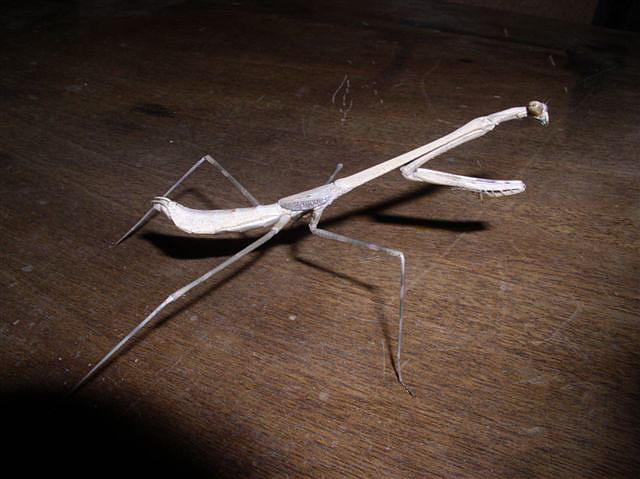 Euchomenella macrops