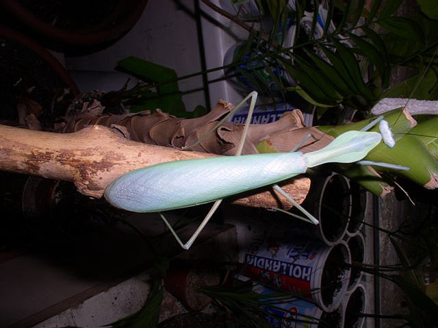 Rhombpdera extensicollis