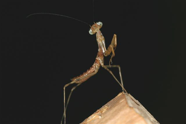 Rhombodera fusca(Thajsko)