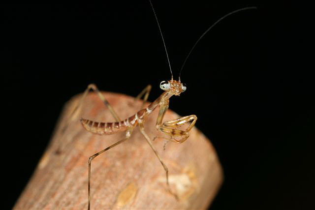 Rhombodera fusca(Thajsko)