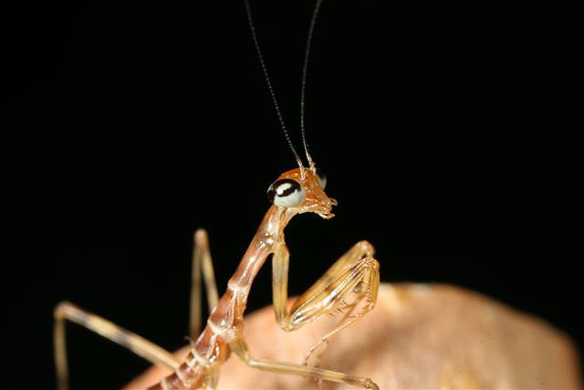 Rhombodera fusca(Thajsko)