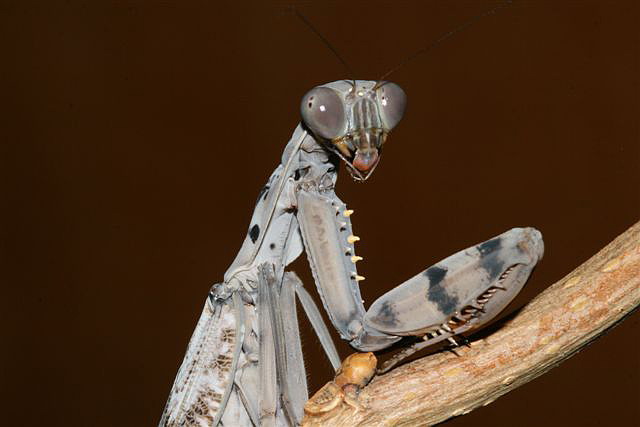 Rhombodera fusca(Thajsko)