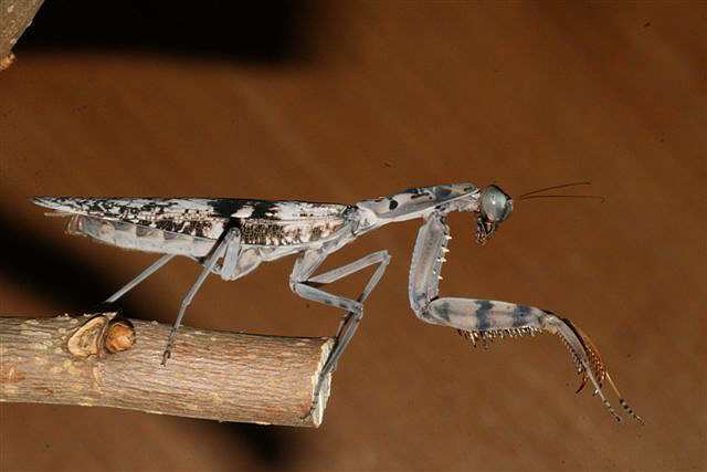 Rhombodera fusca(Thajsko)