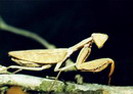 Sphodromantis gastrica