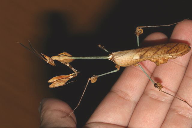 Gongylus gongylodes