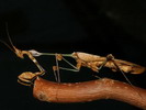 Gongylus gongylodes