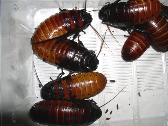 Gromphadorhina portentosa