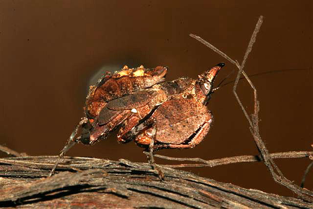 Hestiasula brunneriana