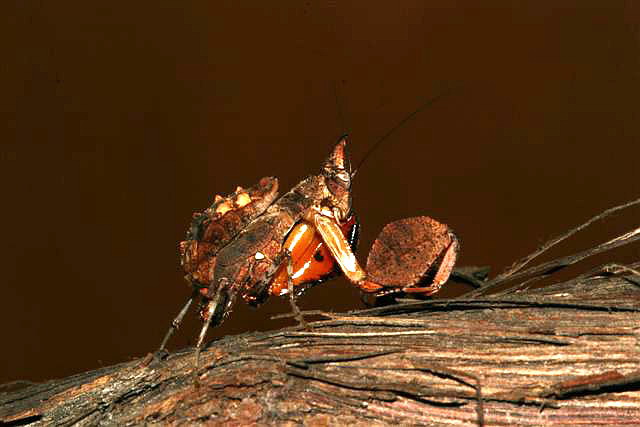 Hestiasula brunneriana