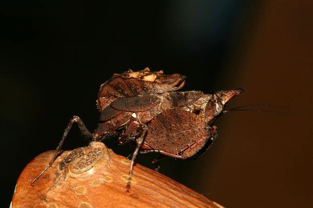 Hestiasula brunneriana