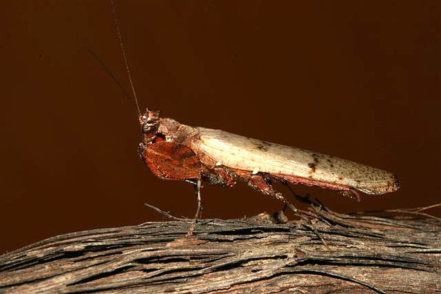 Hestiasula brunneriana