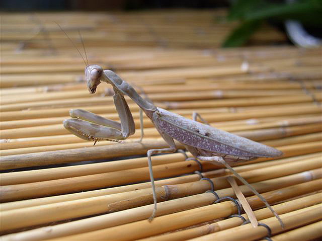 Hierodula sp.Filip�ny