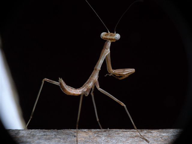 Hierodula membranacea