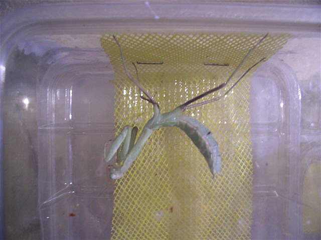 Hierodula membranacea