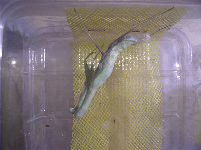 Hierodula membranacea