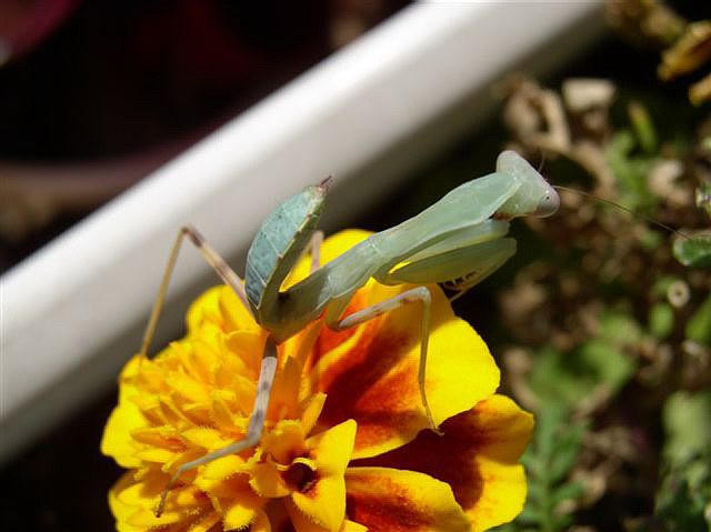 Hierodula sp.(Thajsko)