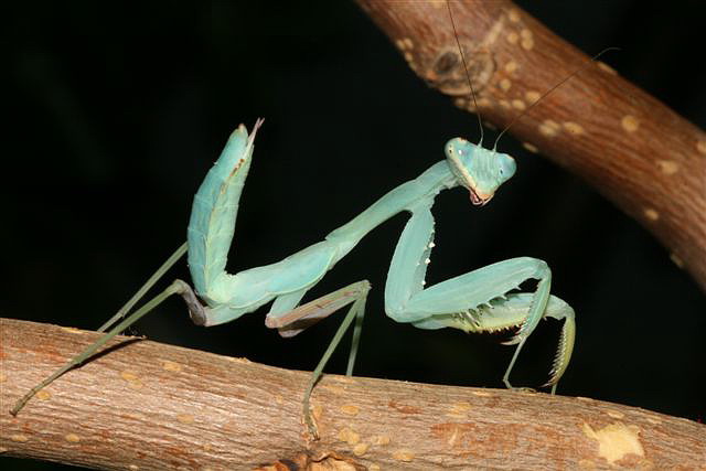 Hierodula sp.(Thajsko)