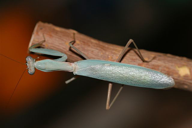 Hierodula sp.(Thajsko)