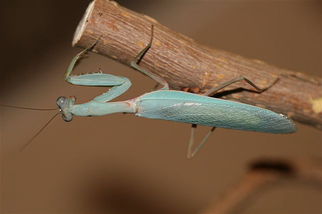 Hierodula sp.(Thajsko)