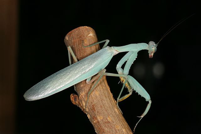 Hierodula sp.(Thajsko)