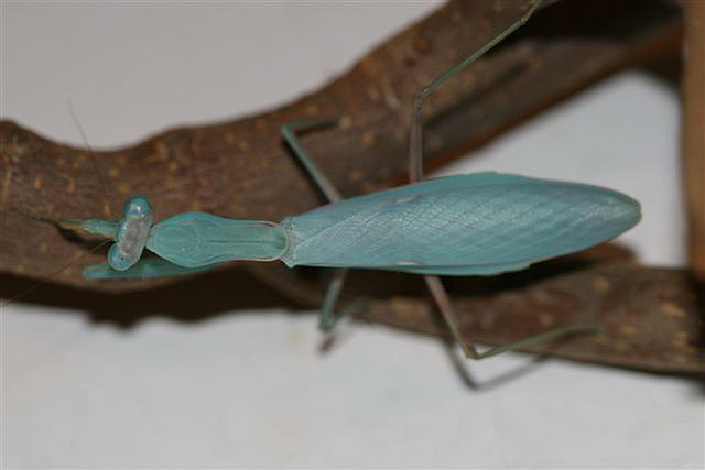 Hierodula sp.(Thajsko)