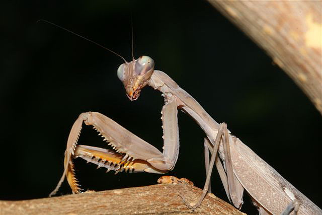 Hierodula sp.(Thajsko)