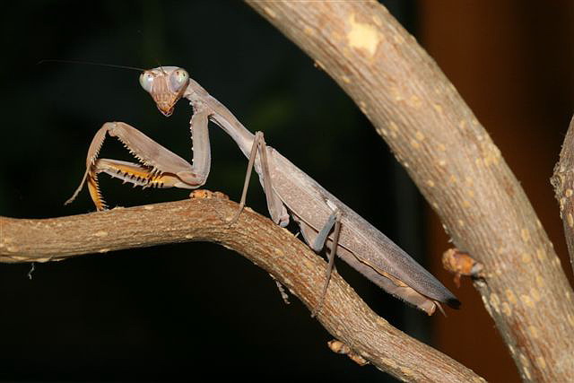 Hierodula sp.(Thajsko)