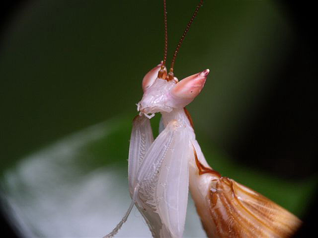 Hymenopus coronatus
