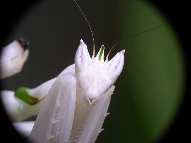 Hymenopus coronatus