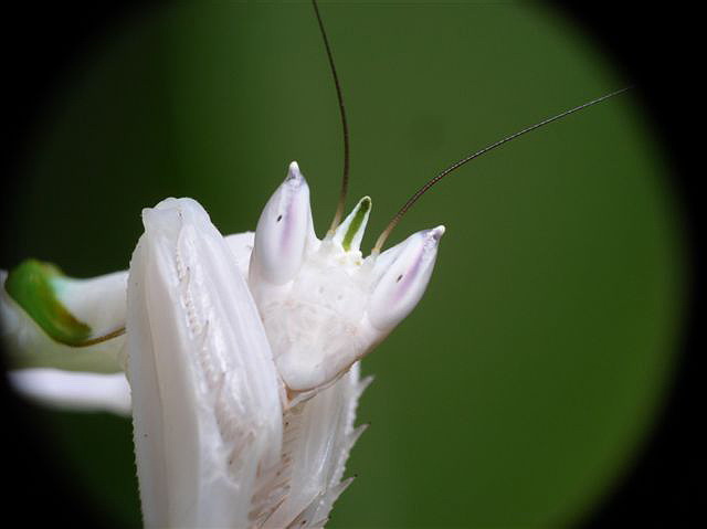 Hymenopus coronatus