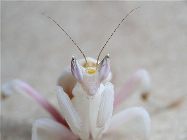 Hymenopus coronatus
