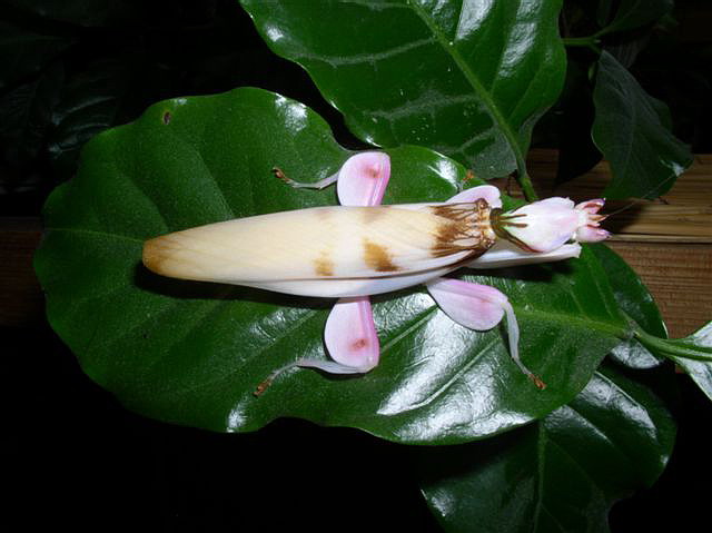 Hymenopus coronatus