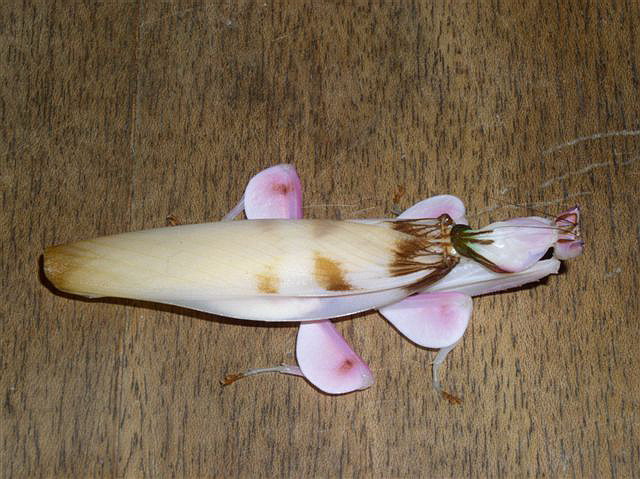Hymenopus coronatus