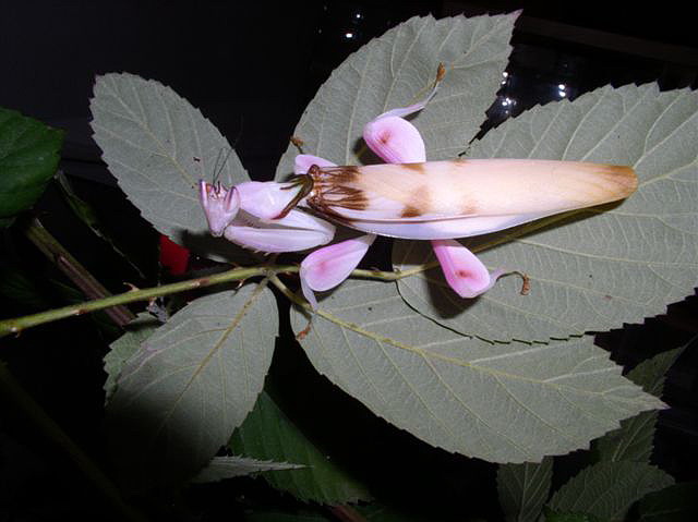 Hymenopus coronatus
