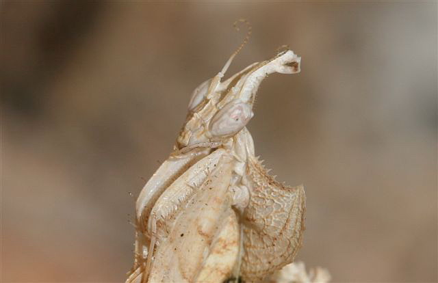 Idolomantis diabolica