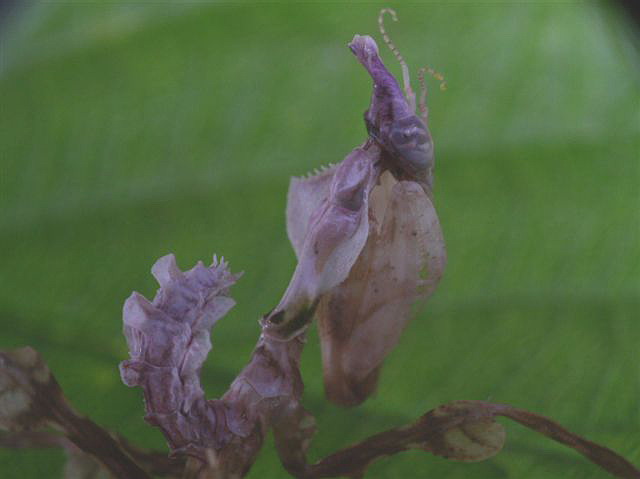 Idolomantis diabolica