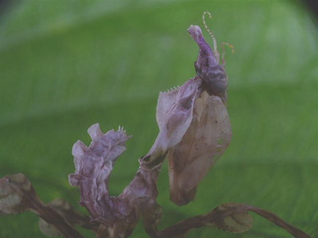 Idolomantis diabolica