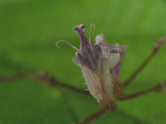 Idolomantis diabolica