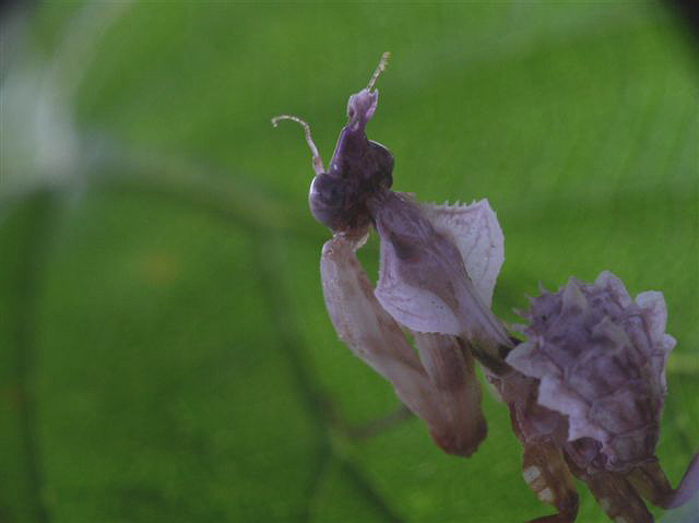 Idolomantis diabolica