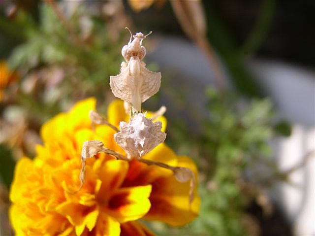 Idolomantis diabolica