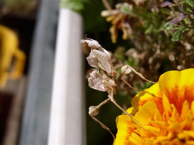 Idolomantis diabolica