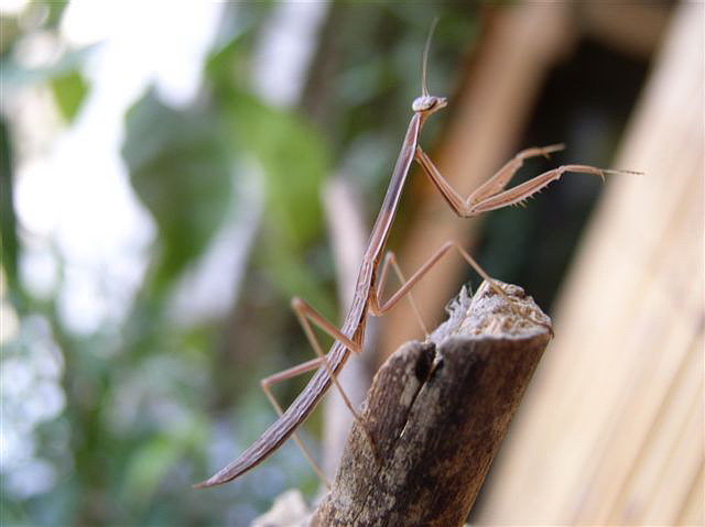 Tenodera sp.(Guinea-Bissau)
