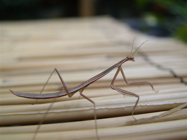 Tenodera sp.(Guinea-Bissau)