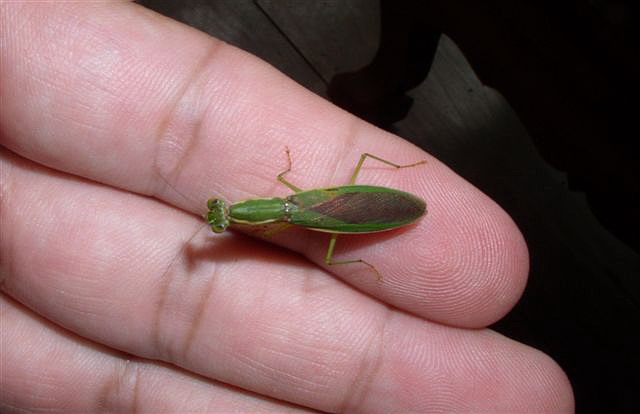 Odontomantis sp.(Thajsko)