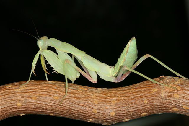 Sphodromantis lineola