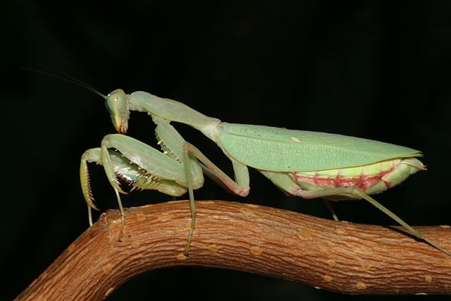 Sphodromantis lineola