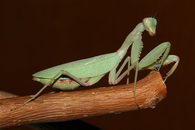 Sphodromantis lineola
