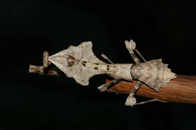 Deroplatys lobata